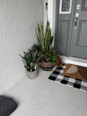 Snake plants