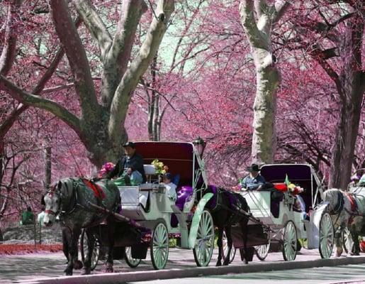 Romantic Carriage Ride in Central Park