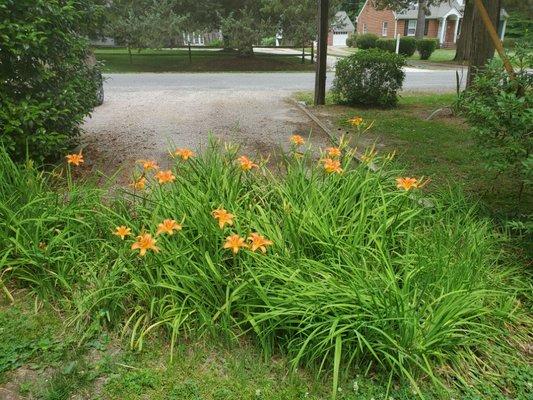 MY DAY LILLY GARDEN. NOT MANY BLOOMS THIS YEAR.