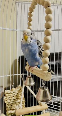 my happy alive bird