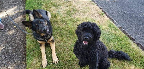 Oso, 9 month old Portugese Water Dog and Chester, 2 year old German Shepherd minding their manners while out for a walk!