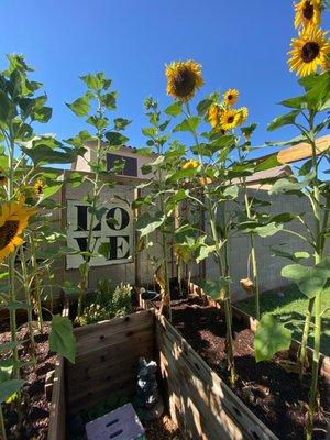 Sunflowers in raised garden bed