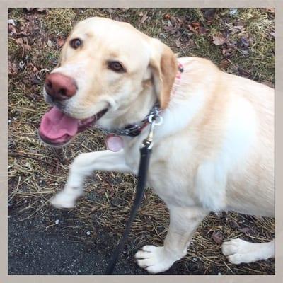 Reilly happy with his walk!