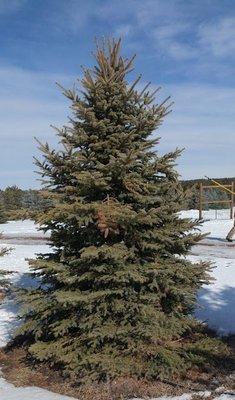 Blue Spruce