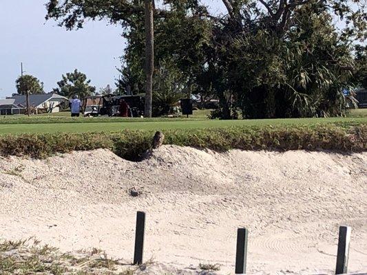 Trap on the fifth hole has a great caretaker.