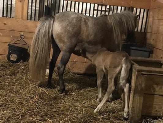 BellaBey Miniature Horse Farm