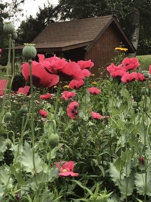 Farming shed