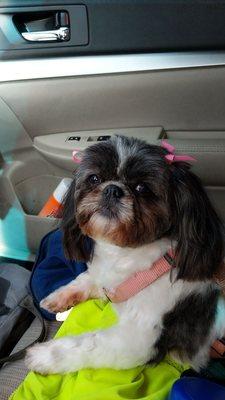 Sugar the beautiful Shih Tzu