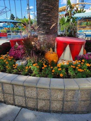 Pretty flowers, pumpkins, and decor - in front of Surfside Gliders - 10/23/23