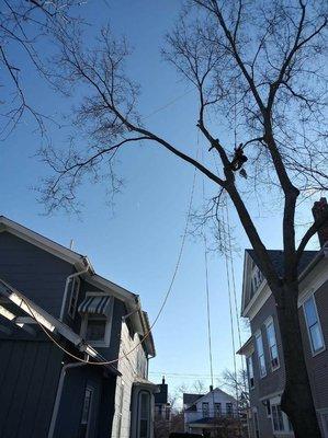 Sefetly Removing an overhaging branch off the house.