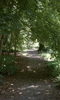 The east half of the park is forested