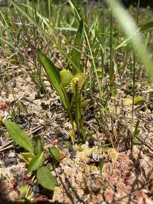 Venus flytraps