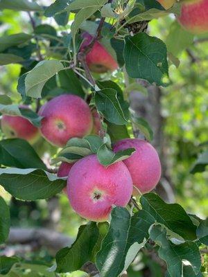 Paula red apples