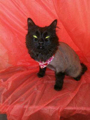 This cat is sporting her Lion's cut upon her mom's request .