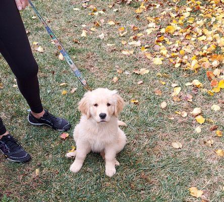 Jack came to training to learn how to sit while people approached.