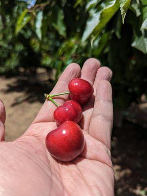 Coral Champagne Cherries