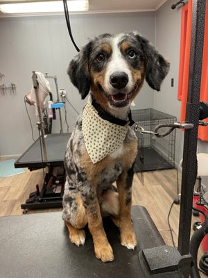 Jovi - Bernadoodle sporting a summer cut!