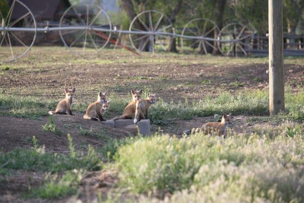 Fox Kits near the Den