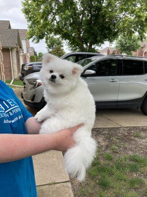 Classy Doggie Cuts