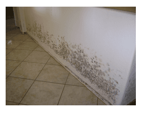 Mold Removal Frederick MD