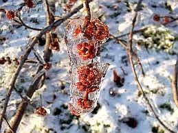 Frozen strawberries on a tree