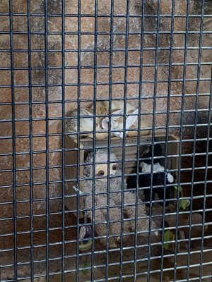 Two baby foxes in the nursery area