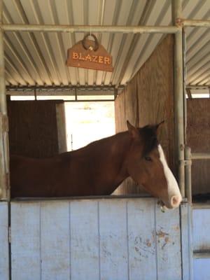 Blazer, one of the many horses on the property.