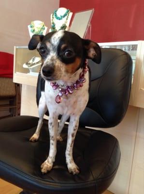 I was able to find a beautiful pearl necklace for my sweet rat terrier, Bella :)