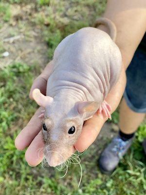 Hairless rat