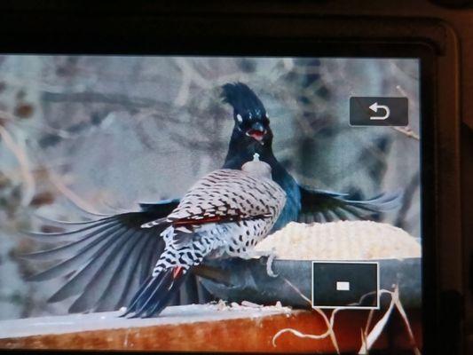 Stellar Jay visiting a Flicker at my food tray.