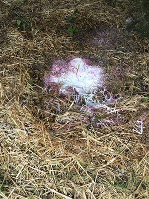 Paint dumped under new hay used for new grass seedlings that killed the grass and dog stepped in.