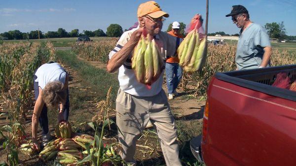 picking corn