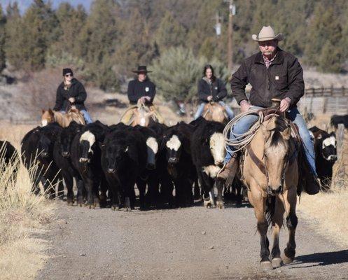 Caring for the cattle