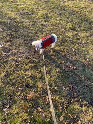 Walking Coconut in the village of  New Hyde Park.