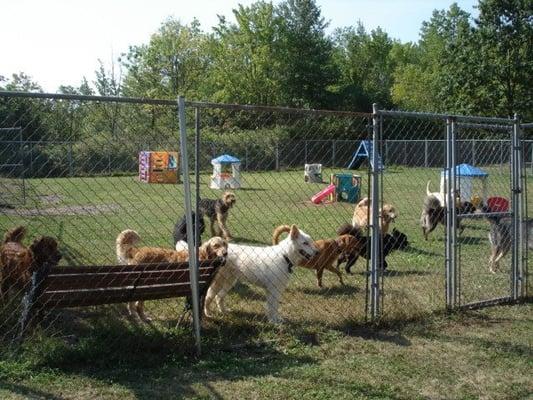 Our outside area for Doggy Daycare