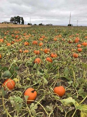 Baseggio Pumpkin Patch and Corn Maze