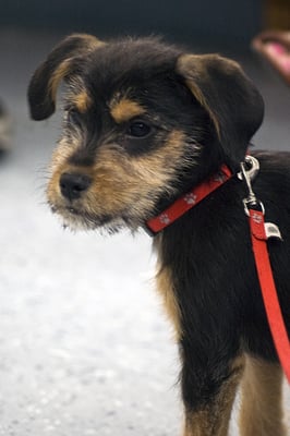 A little furry friend poses for a quick picture at our Puppy Social Party