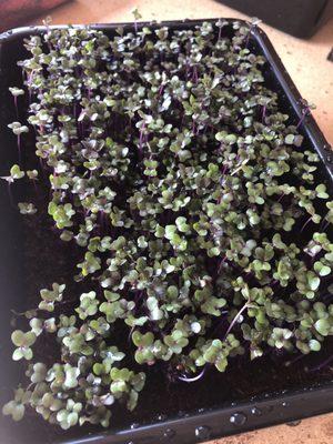 Purple Kohlrabi Microgreens Small Tray