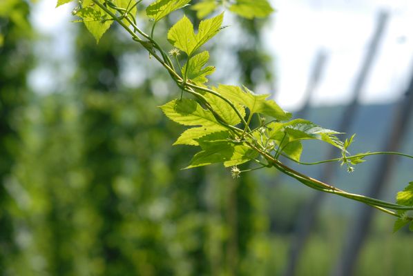 Champlain Valley Hops