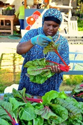 A Seattle Tilth Farm Works farmer putting together bunches of chard on Seattle Tilth CSA packing day.