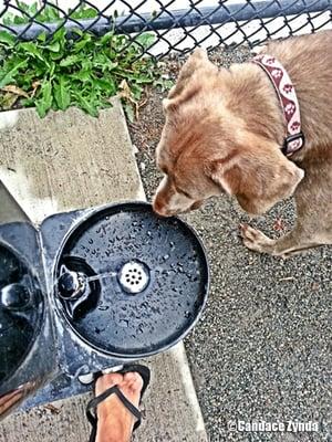 Maple Park Dog Park has it's own dog drinking fountain!