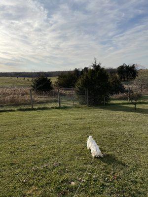 Dog at a vineyard