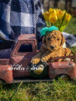 Current F2B high curl goldendoodles available. Puppy Picking Day 4/3. Go Home 4/17