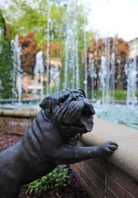 The Bulldog is Norfolk Academy's mascot.