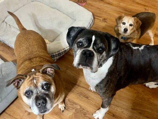 Cute Pups ready for some exercise!