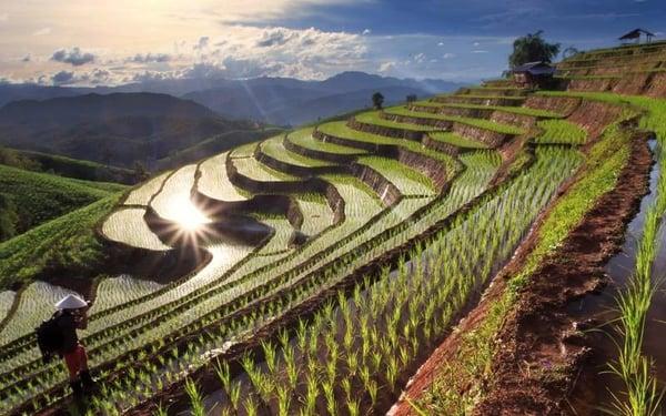 Terraced rice fields. 
Bali, Indonesia