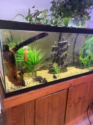 Freshwater display tank