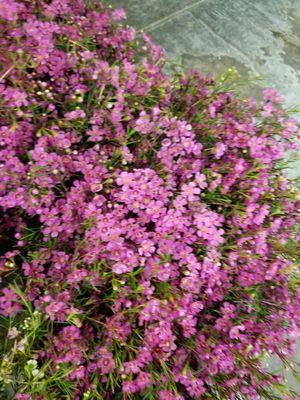 Waxflower