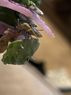 Stink bugs in salads