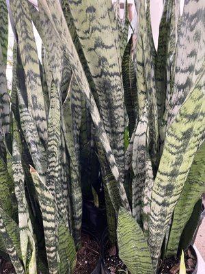 Snake plant